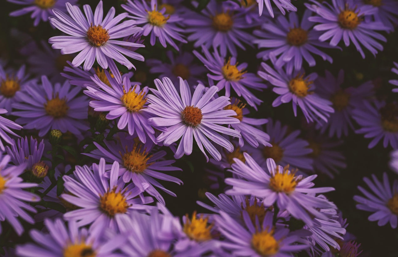 Flores
